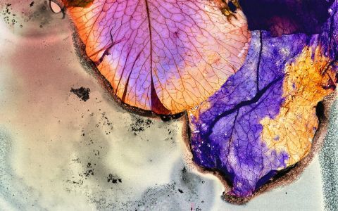 Herbaria